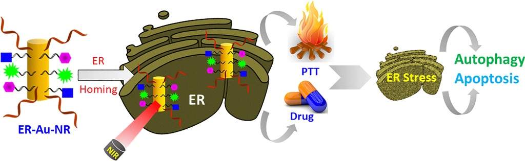 IIT Gandhinagar Researchers Harness Gold Nanorods and Light for Targeted Cancer Therapy
